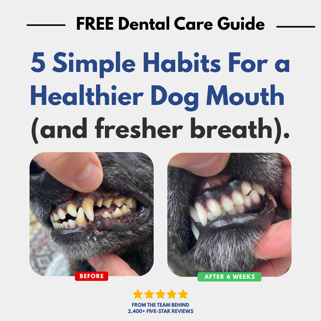 GIFT: 5 Simple Habits For a Healthier Dog Mouth