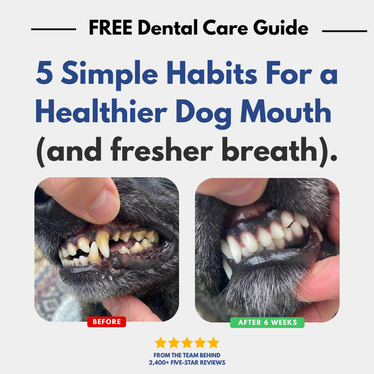 GIFT: 5 Simple Habits For a Healthier Dog Mouth