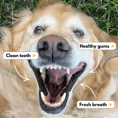 DailyBond Dog Dental Powder